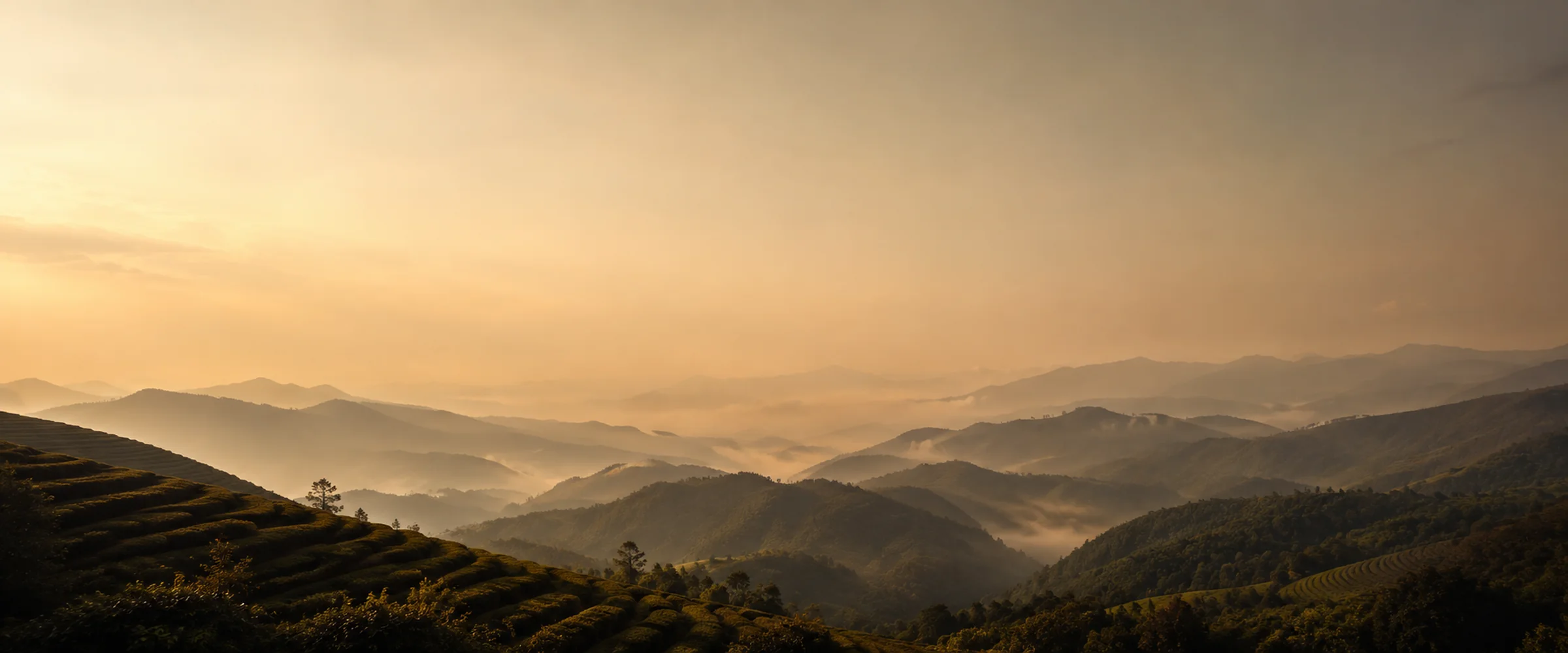 Terraced Chinese tea mountains at dawn